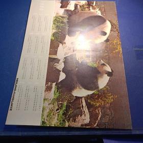大熊猫 1980年历卡