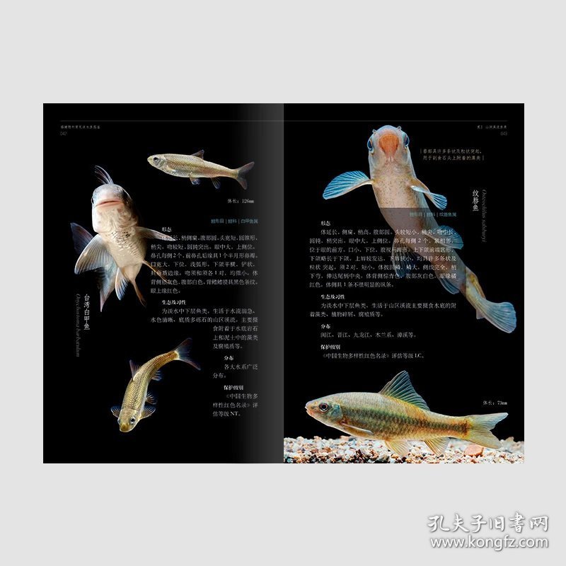 福建野外常见淡水鱼图鉴 活体鱼类照片 林氏细鲫