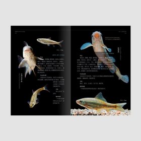 福建野外常见淡水鱼图鉴 活体鱼类照片 林氏细鲫