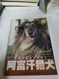 阿富汗猎犬