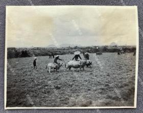 抗战时期 粤桂地区广州、南宁、钦州一带放牛的牧童 原版老照片一枚