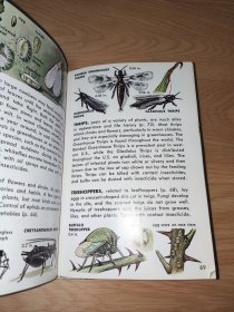 Insect Pests Zim and Fichter 英文版 精装 馆藏书 彩色版