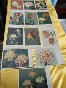 50年代菊花卉美术明信片图片12张    (没外壳，上海人民美术出版社，新华社供给照片