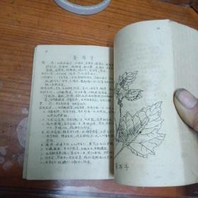 常用民间草药治疗手册