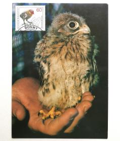 德国保护鸟类邮票极限片1枚，销德国特里尔1981年7月16日纪念戳。