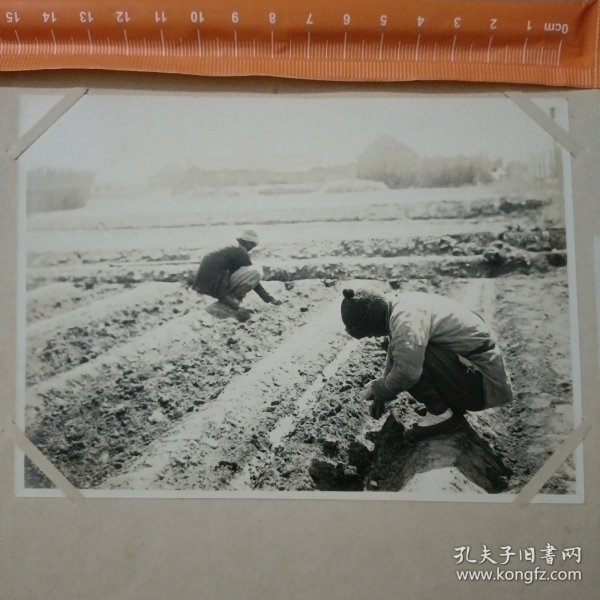 03504 民俗 种菜 播种 照片大小11*15.3cm 亚东印画辑 民国 时期 老照片