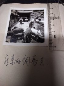 知青题材老照片之一一
