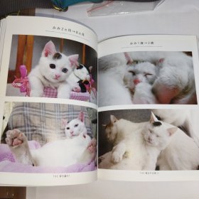 日文原版 猫咪摄影集