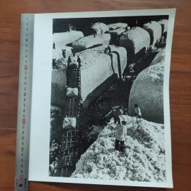 超大尺寸：1980年，山东省临清县棉花大丰收W