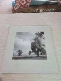 Robert Adams: Cottonwoods 罗伯特亚当斯: 白杨