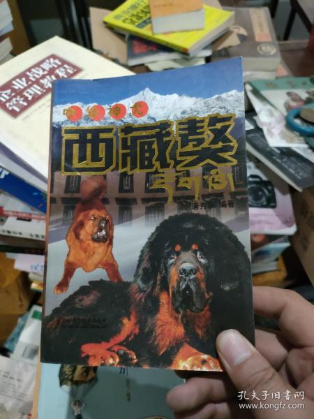 中华神犬——西藏獒