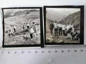 1976舒茶公社社员茶山劳动悼念毛主席+1975舒城小涧冲林场老照片两种（210703）
