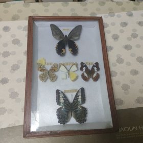 蝴蝶标本