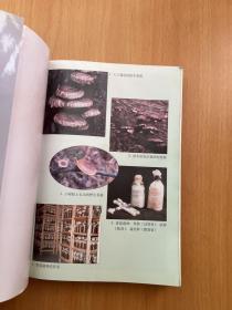 中国香菇生产(新世纪菇业科技大系)