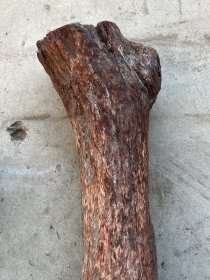 百年黄花梨老料，外表风化，花纹清晰，都是上等的原料，可扯珠子，可做雕件！