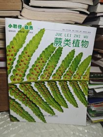 小聪仔 自然 蕨类植物