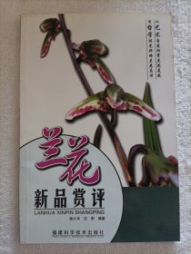 兰花新品赏评