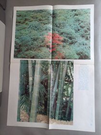 初级中学课本动物学教学挂图——我国的植物群落(全9幅)