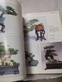 中国盆景佳作欣赏与技艺