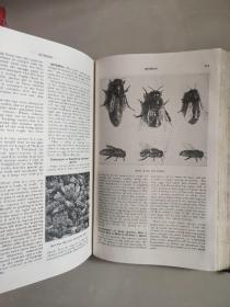 ABC and XYZ of BEE CULTURE 英文原版 1929年 革面精装,封面烫金凹凸印刷，品相较好
