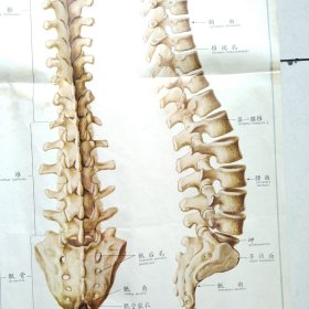 人体解剖挂图 1 骨及骨连结 <1-3脊柱全貌＞全开