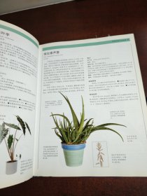 室内观赏植物图典：品种搭配栽培管理