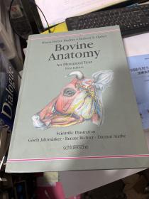 BOVINE ANATOMY