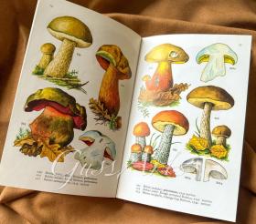 mushrooms手绘蘑菇书