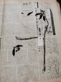 植物标本，无标本台纸.2150527-110