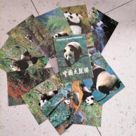中国大熊猫明信片（10张全）