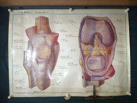 人体解剖挂图：Ⅰ―26  膝关节（1）