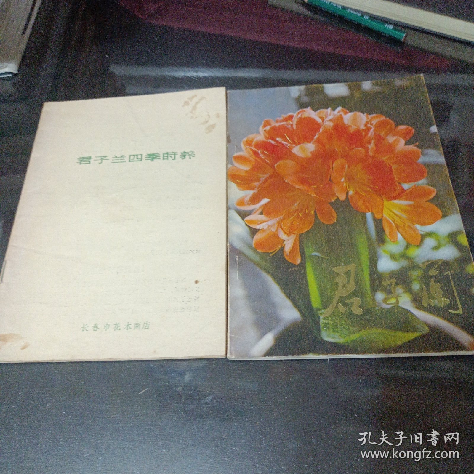 君子兰四季莳养 君子兰