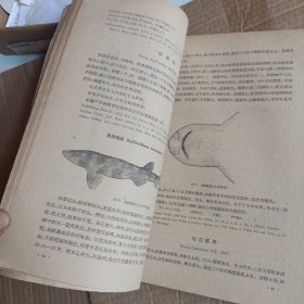 中國软骨鱼类志【馆藏】F4158