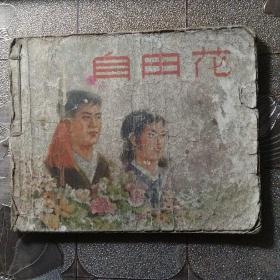 自由花 彩色版本