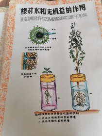手绘植物学教学挂图植物的进化等8张