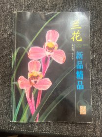 兰花新品精品