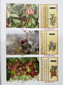 本草纲目（精装共四册）