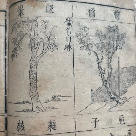 明代原刻本【本草纲目图】初印精美k3036