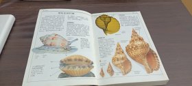 贝壳（全世界500多种贝壳的彩色图鉴）