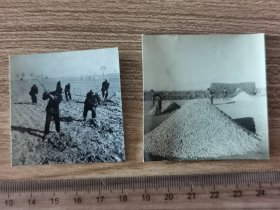 1965安徽农村，翻地打碴土+花生大丰收老照片两种