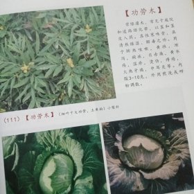 杞县域内中草药考（纪念从医六十年，考察中药做贡献）