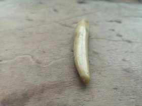 清代老角牙，磨损部位应该是以前做药引用的，直径长9cm