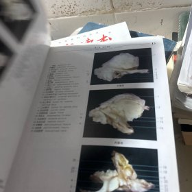 实用人体解剖彩色图谱