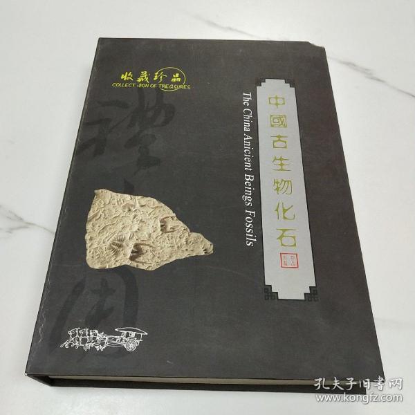 收藏珍品  中国古生物化石