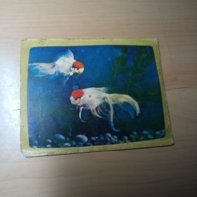 年历卡片–金鱼（2）