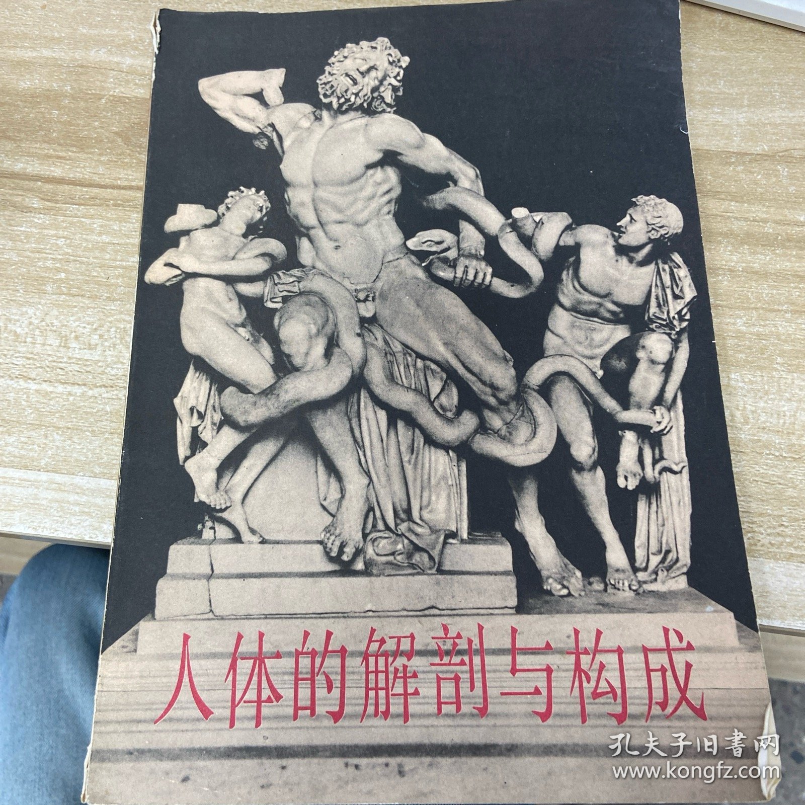 人体的解剖与构成