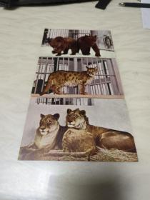 50年代老明信片:美洲狮，狮子，棕熊