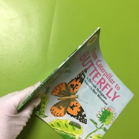 From Caterpillar to Butterfly (Let's Read and Find Out)  自然科学启蒙1：毛毛虫变蝴蝶