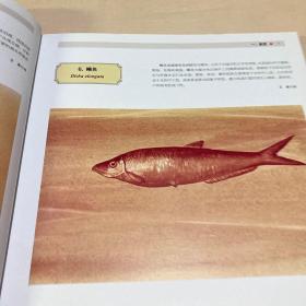 中国珍稀野生动物手绘图谱