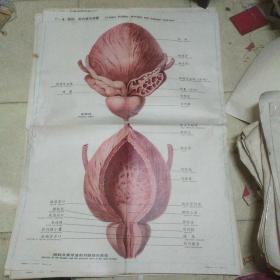 人体解剖挂图泌尿生殖系统IV一6 膀胱、前列腺及精囊
